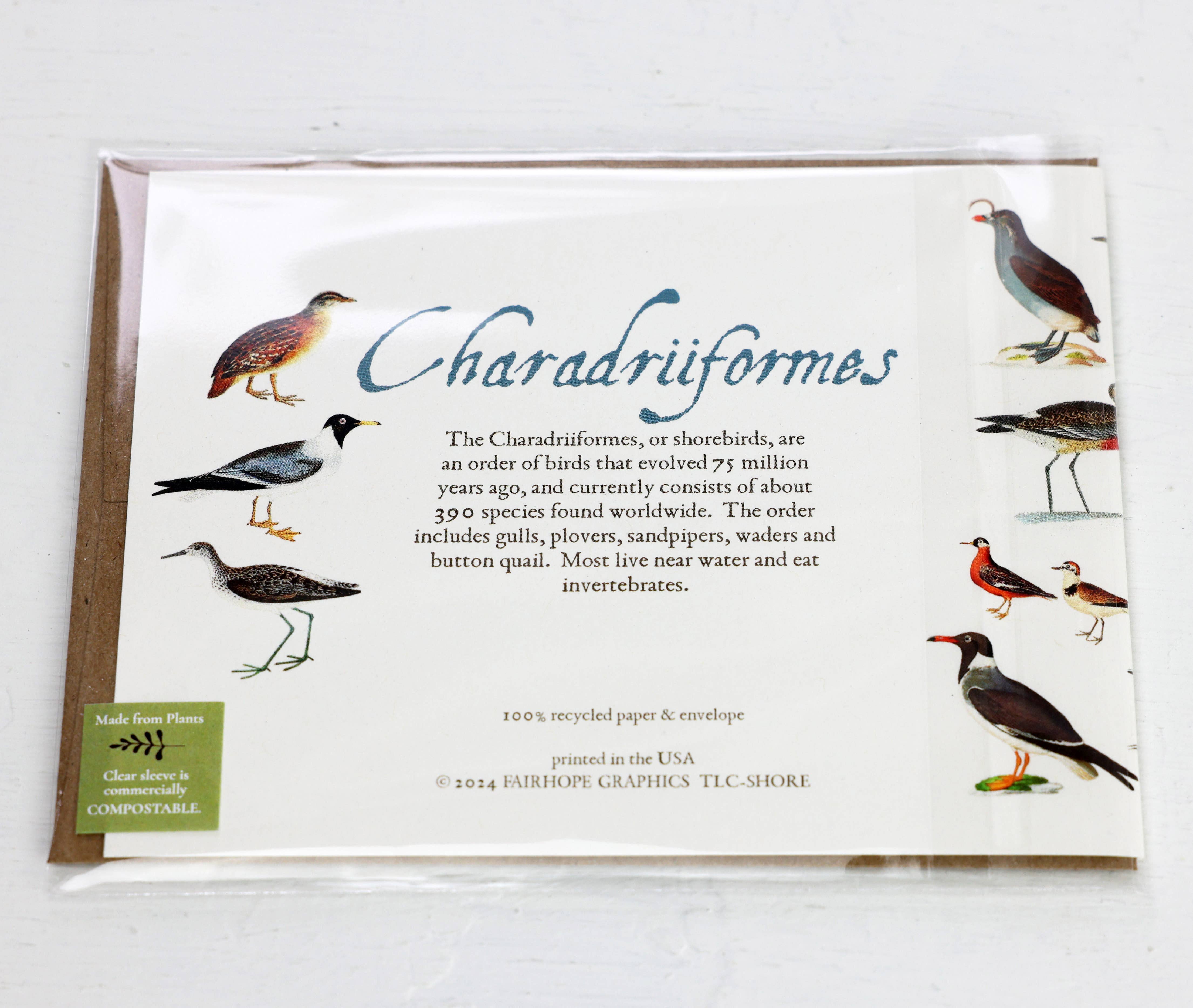 Fairhope Graphics - Vente Carte de vœux classique - Carte des oiseaux de rivage2