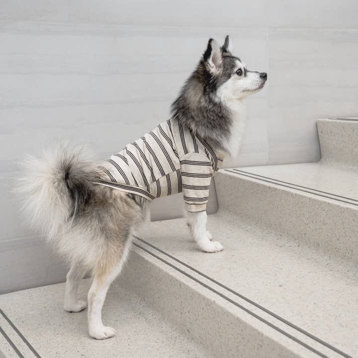 Lambwolf Collective - Vendita all'ingrosso Camicia - Cani - CHELSEA//Abbigliamento per cani// T-shirt per cani