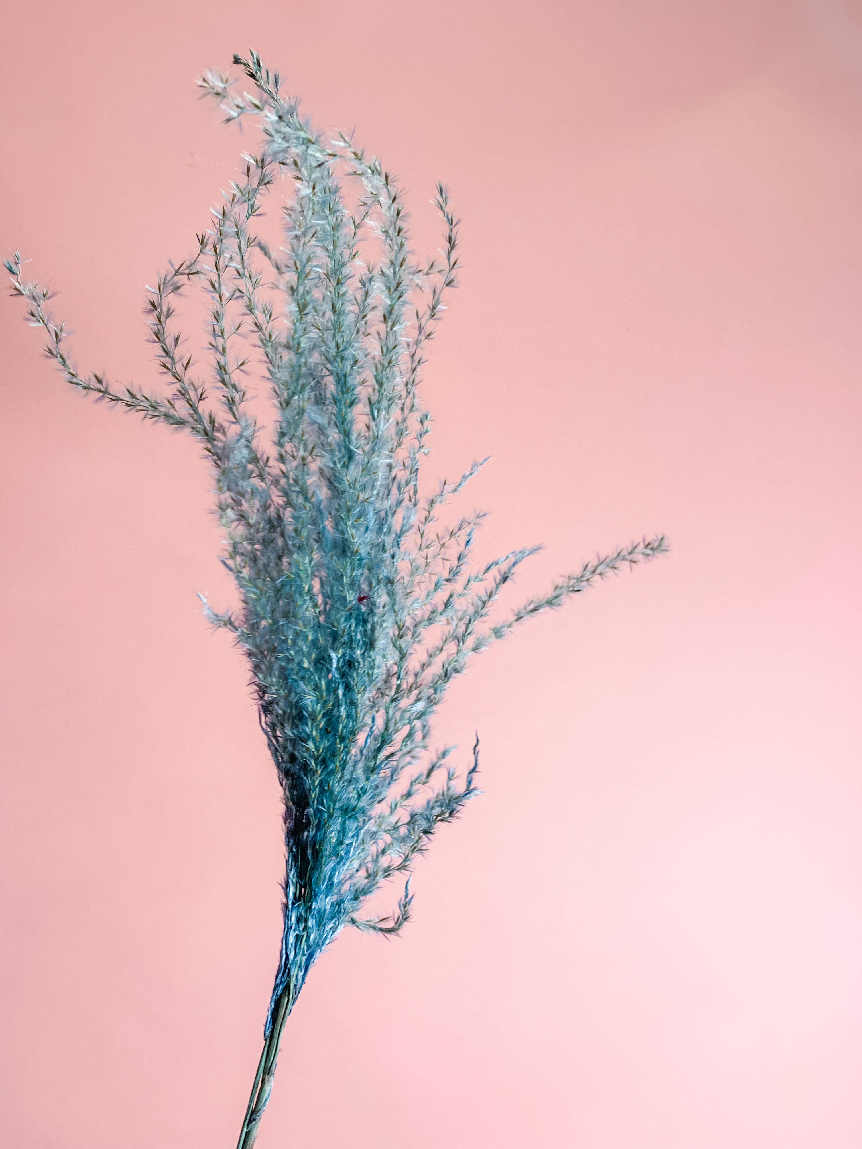 Fleurs Flowers - Wholesale Dried/Pressed Flowers - Miscanthus Grass6