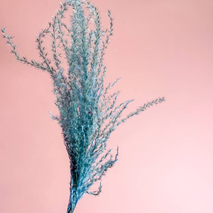 Fleurs Flowers - Wholesale Dried/Pressed Flowers - Miscanthus Grass6