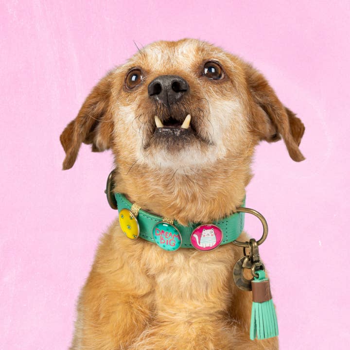 Collier en cuir pour chien California Dreaming S (Tour de cou 27-33 cm / 2,5 cm) pour la vente par Dog with a Mission