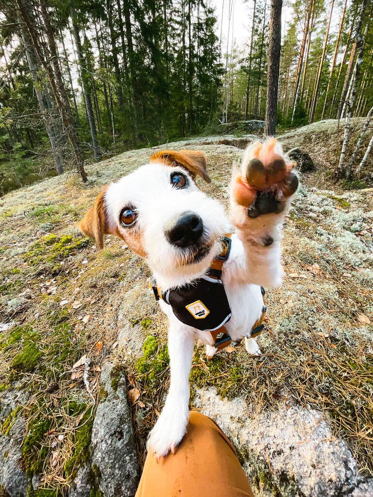 Woolly Wolf – Großhandel Haustiergeschirr – Hund – Sea to Summit Hundegeschirr aus recyceltem RPET1