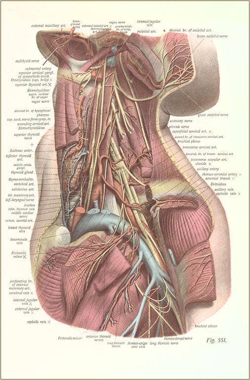 Found Image Press - Wholesale Sticker - Sticker AY-26 Interior of the Neck0