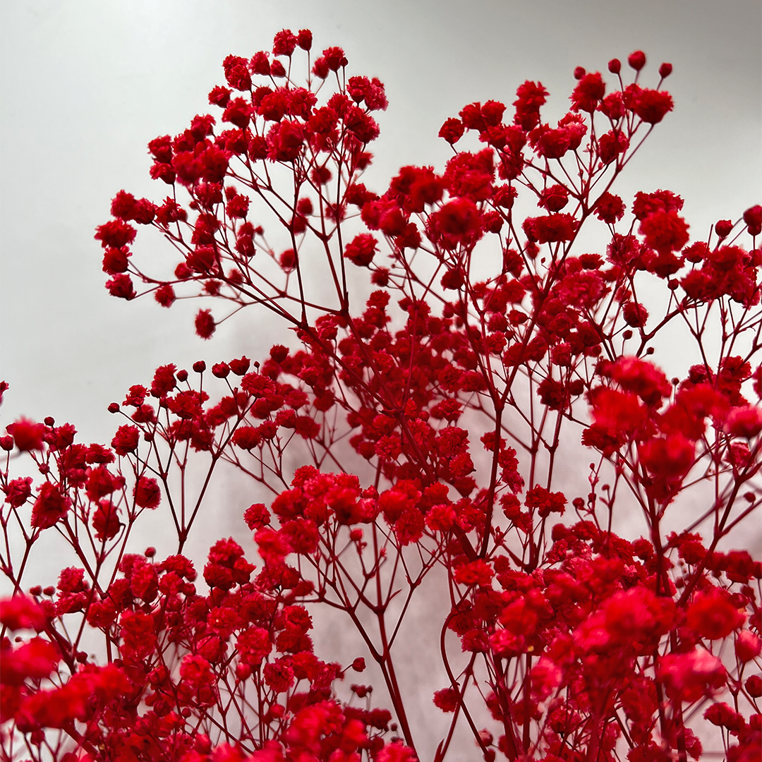 2626 Designs - Wholesale Dried/Pressed Flowers - Preserved Gypsophila, Baby's Breath,24" long22