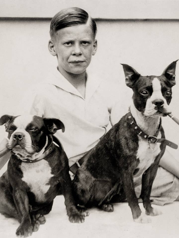 Pipe Puffing Welpen für den Großhandel von Print Collection