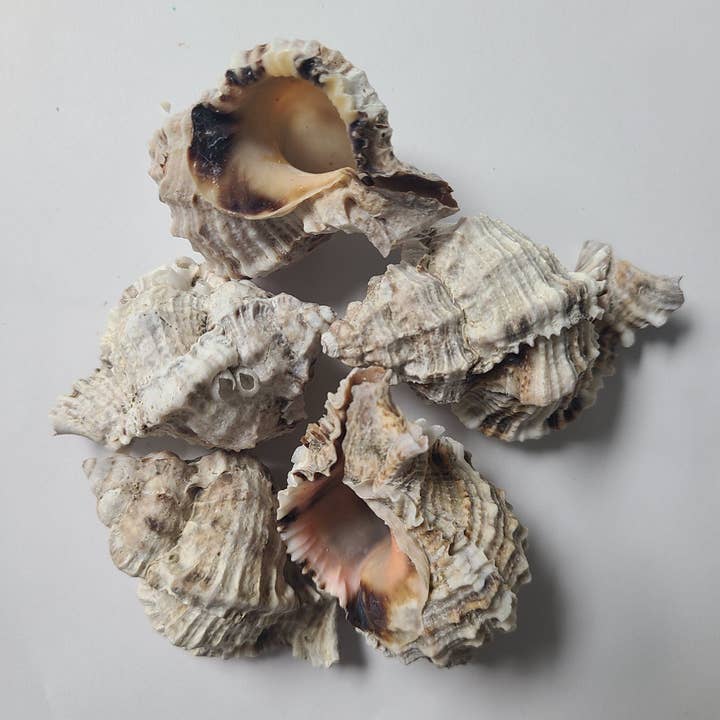 FLORIDA APPLE MUREX for wholesale by Darlene's Shells