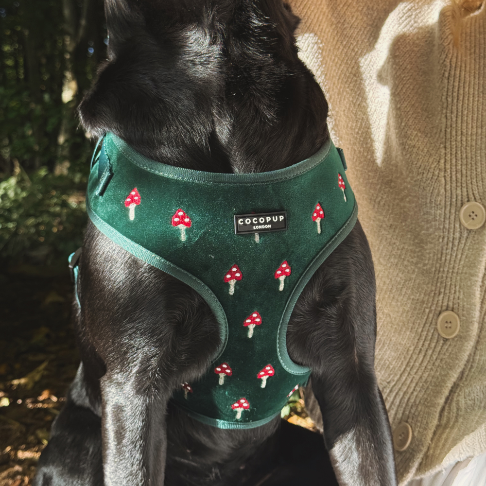 Cocopup London - Wholesale Pet Harness - Dog - Toadstool Trails Adjustable Neck HARNESS8