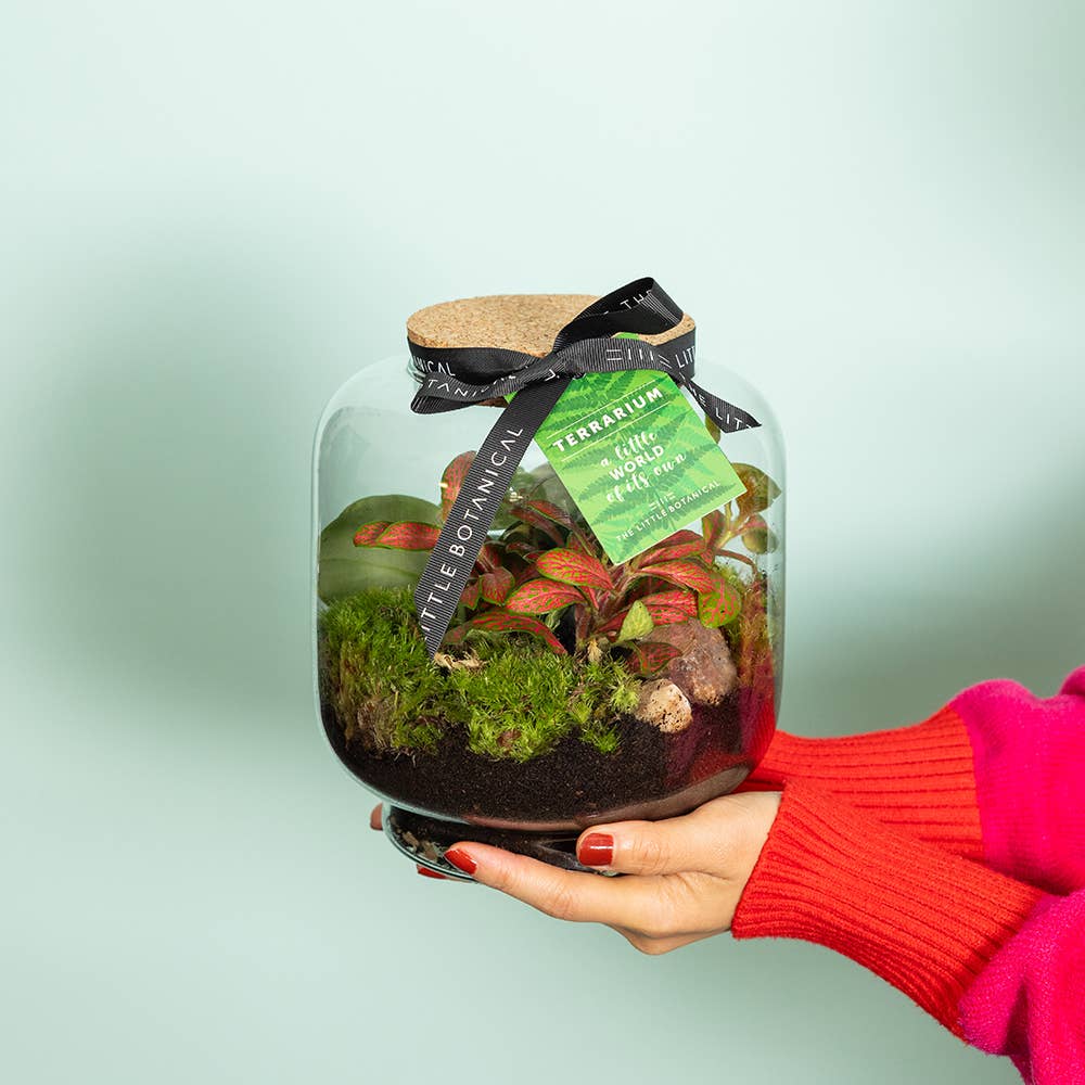 The Little Botanical – wholesale Terrarium – Round Glass Terrarium - Pre-Planted & Easy Care