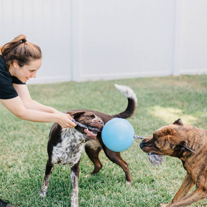 Henry Wag - Vente Jouet en corde – chien - Jouet pour chien Jolly Pets Romp-n-Roll7