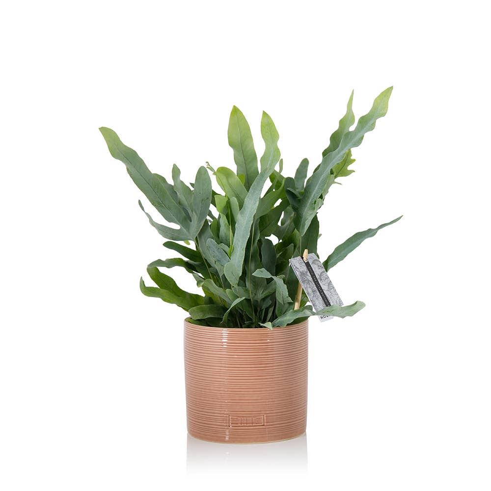 The Little Botanical – wholesale Live plant – British Grown Blue Star Fern12