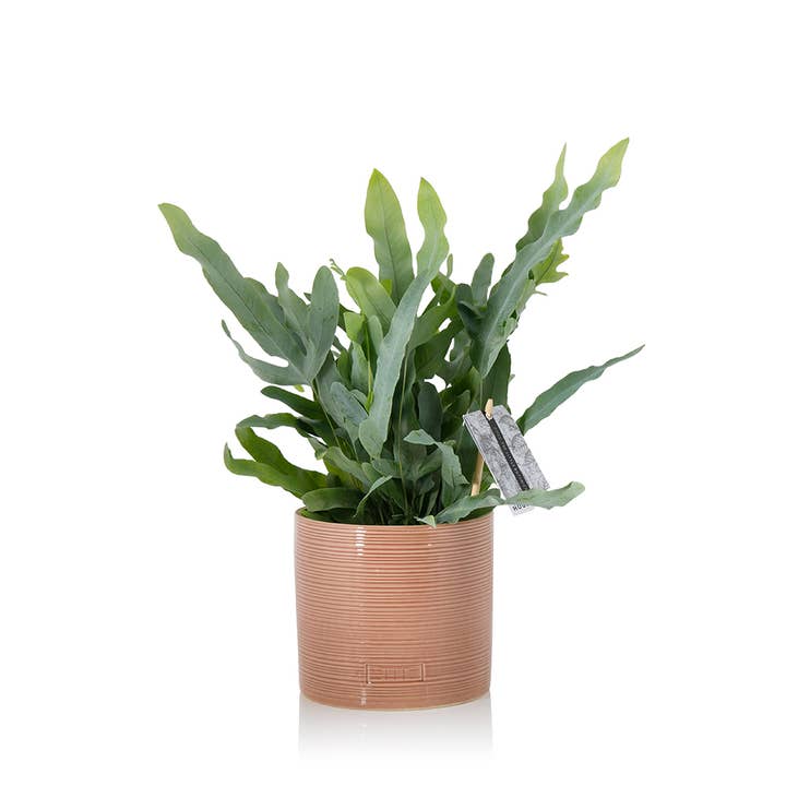 The Little Botanical β wholesale Live plant β British Grown Blue Star Fern12