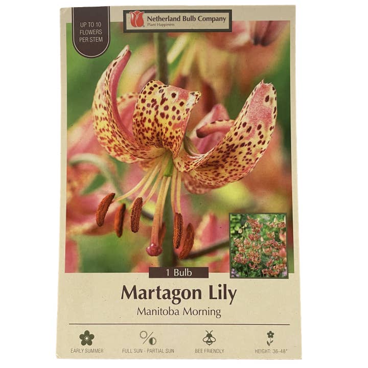Thorsen's Greenhouse - Wholesale Live Plant - Manitoba Morning Martagon Lily Bulbs - Perennial