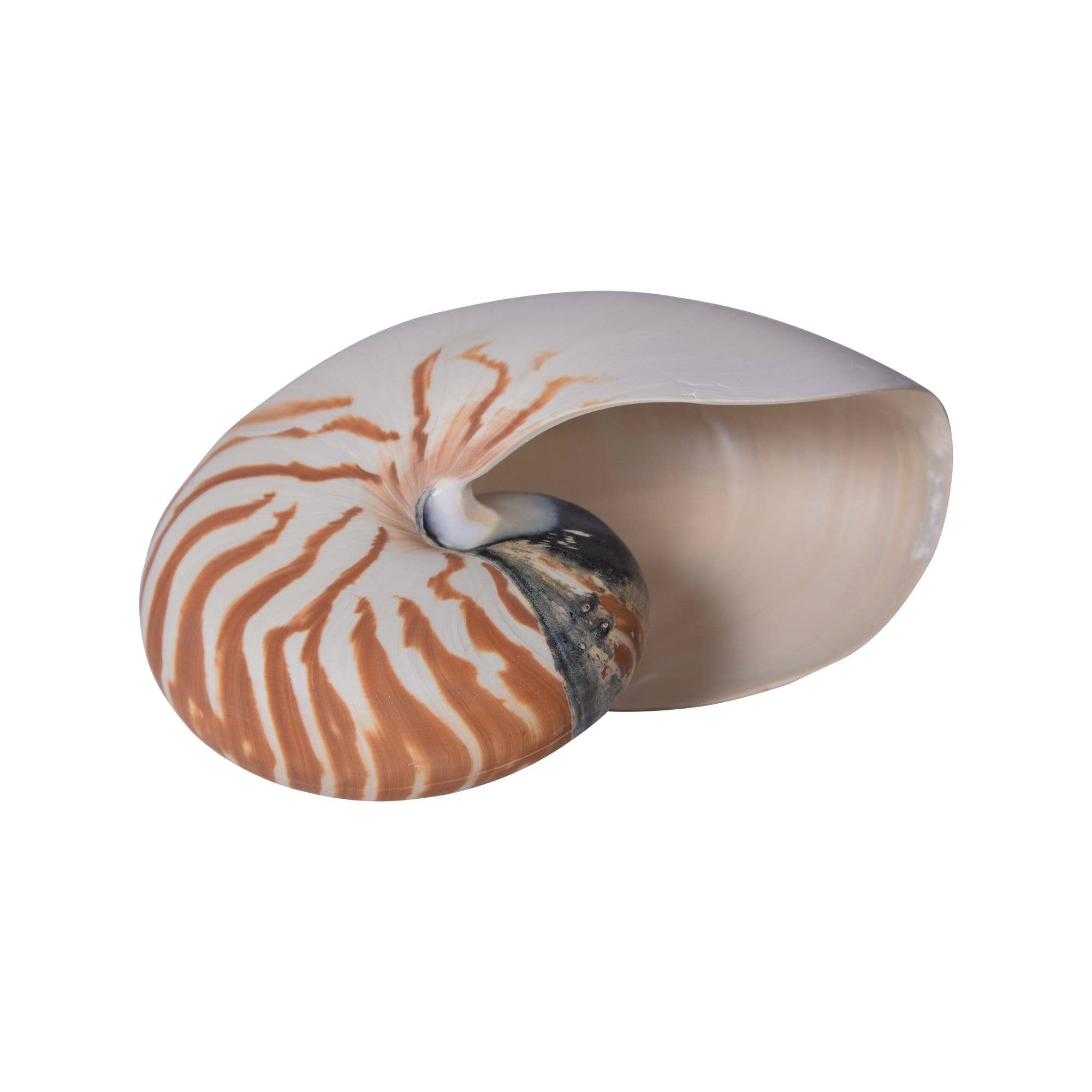 Legend Accents - Wholesale Decorative Tabletop Object - Nautilus Pompilius 5-7 Inch1