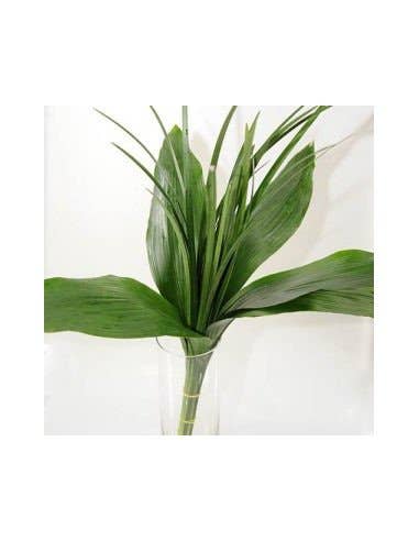 Florasource - Wholesale Fresh Cut Flowers - Greenery "drop in" Bouquets MEDIUM 5 / 10 / 15 / 20 bunches6