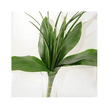 Florasource - Wholesale Fresh Cut Flowers - Greenery "drop in" Bouquets MEDIUM 5 / 10 / 15 / 20 bunches6