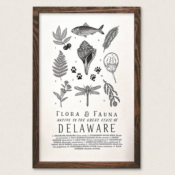 Delaware Field Guide for wholesale by The Wild Wander