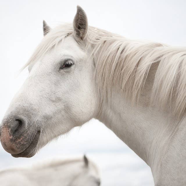Hästens perfektion VII för wholesale av Joseph Eta
