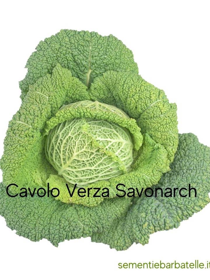 Savoy Cabbage Savonarch for wholesale by Sementi & Barbatelle