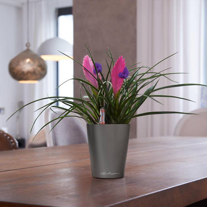 Lechuza Self Watering Planters – wholesale Plant pot – LECHUZA DELTINI & MINI-DELTINI Poly Resin Table Planter10