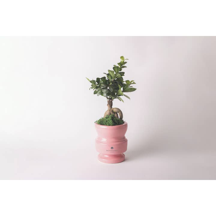Paola Rolando Creazioni - Wholesale Artificial Plant - Bonsai Ficus Ginseng In Ceramic Pot - Attic2