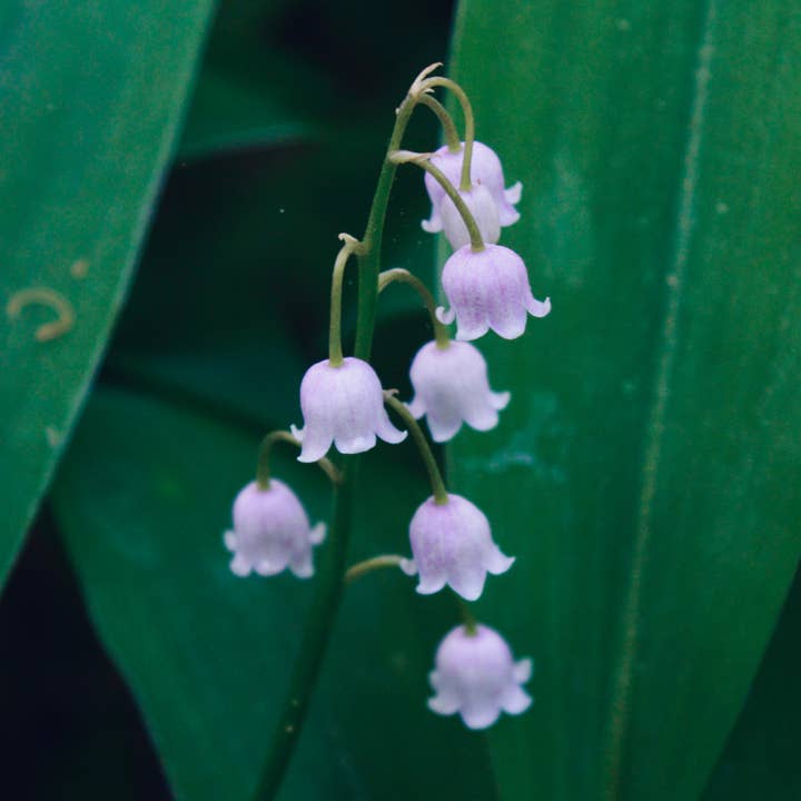 Stenella Farms - Wholesale Flower essence - Lily of the Valley Flower Essence1