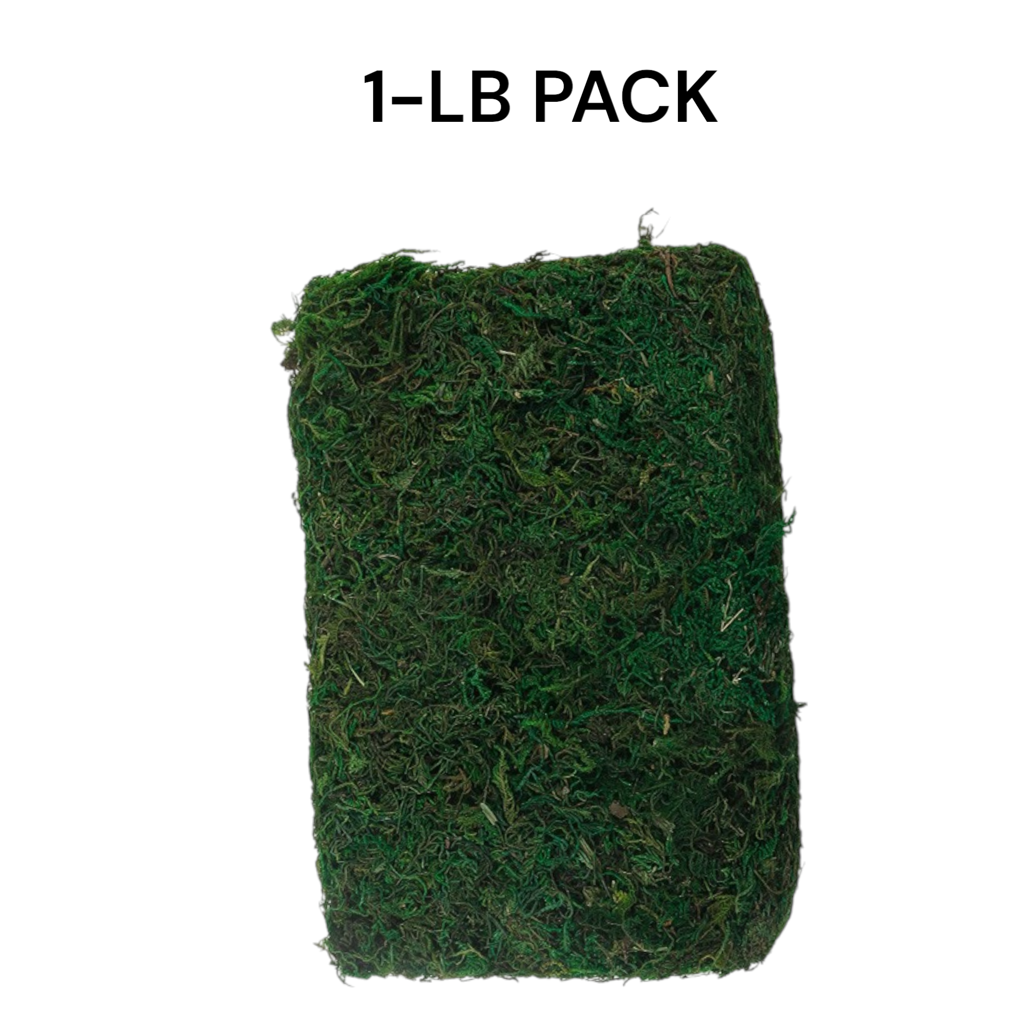Angel Isabella - Wholesale Live Plant - 10oz or 1lb Bulk Pack-Naturally Preserved Green Moss1