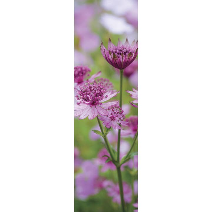 Card Bookmark - Pink Astrantia for wholesale by Leonard Smith