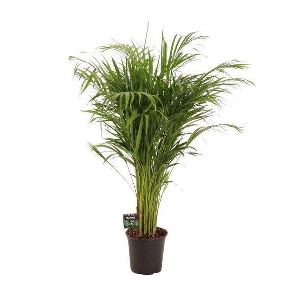 Oasis of Life - Vendita all'ingrosso Piante vive - Areca palma Dypsis lutescens – Palma di bambù pianta da interno – Ø21cm – ca. 110cm di altezza – Purificante dell'aria & facile da curare – Per ambienti interni semiombreggiati0