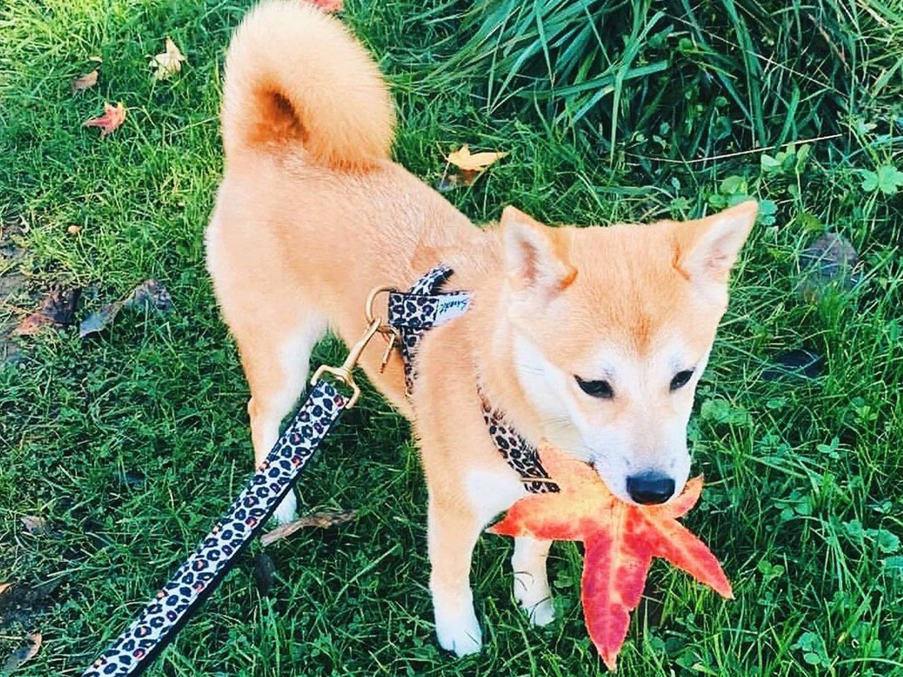 French Bandit - Wholesale Pet Harness - Dog - Leopard print dog harness3