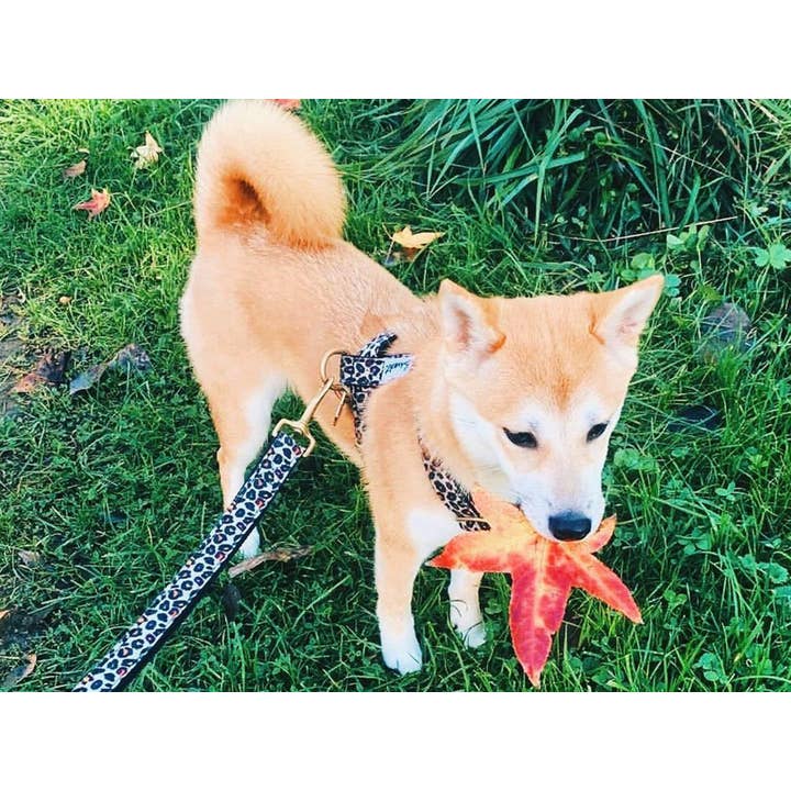 French Bandit - Wholesale Pet Harness - Dog - Leopard print dog harness3