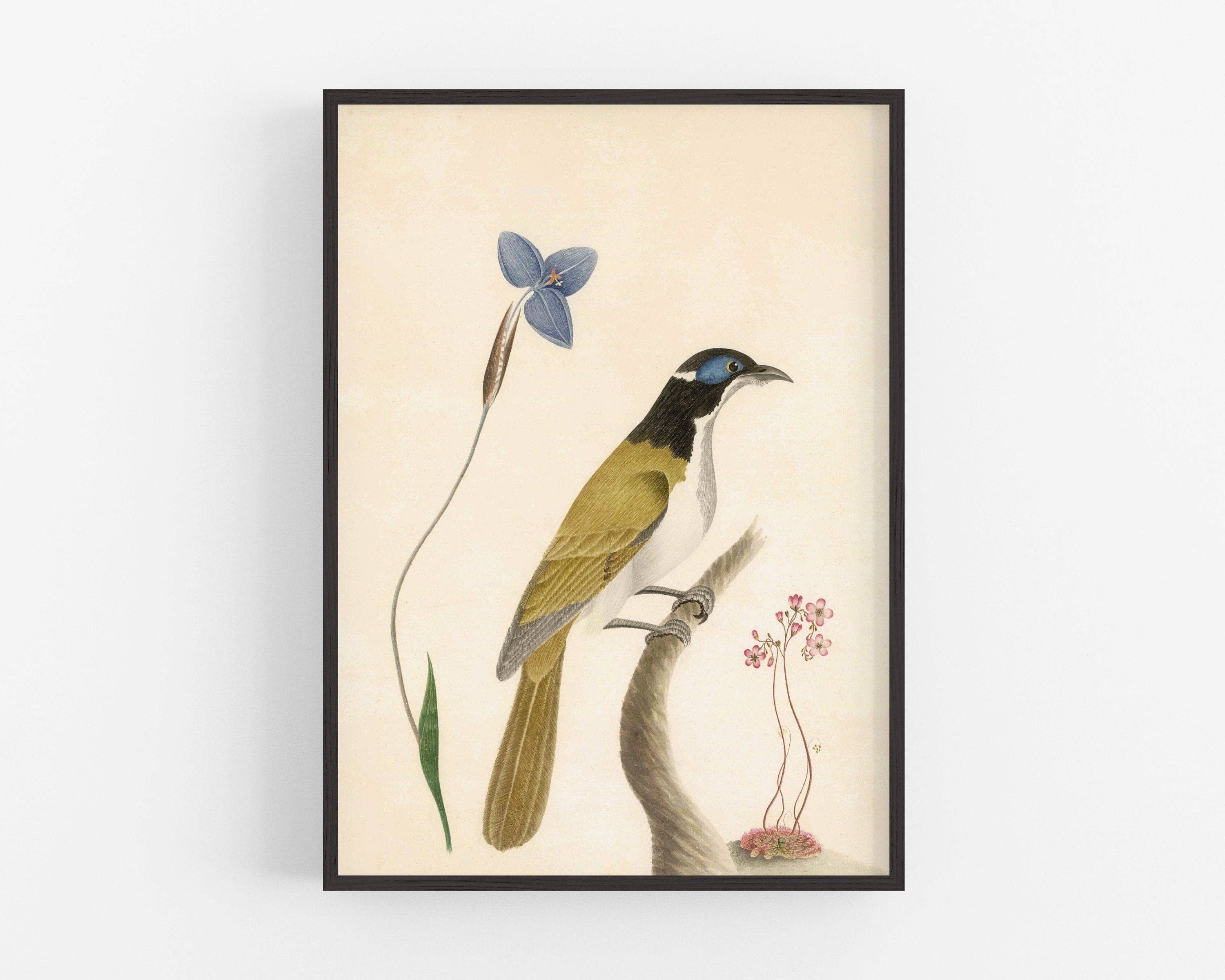 Rock Paper Scissors Wall Art - Wholesale Art Print - Birds & Flower Print - Natural History Art Print4
