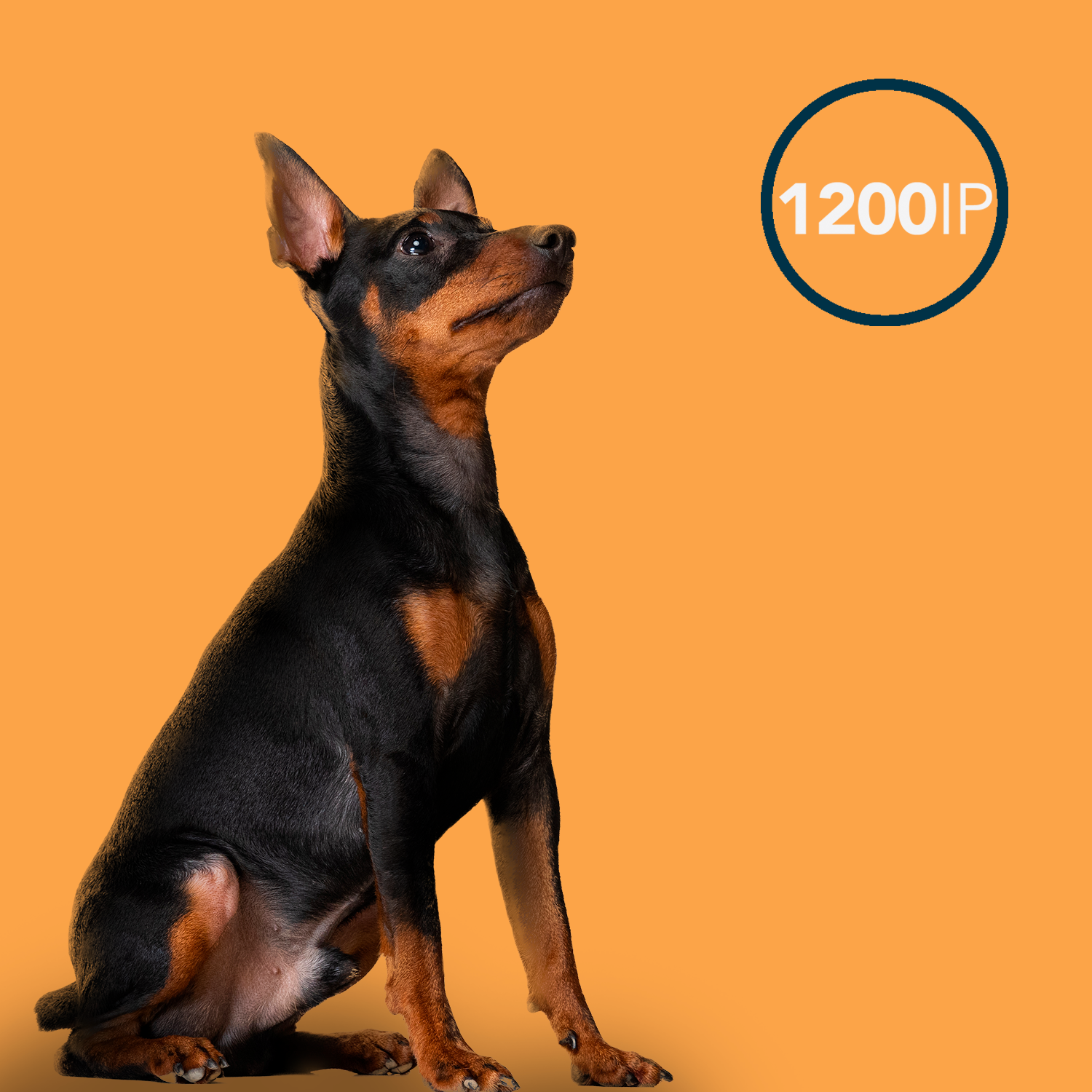 OxxyO3 VET - Wholesale Pet Grooming Aid - Dog - Oxxy Vet Repair Pets 5x5ml2