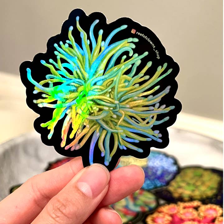 Holy Grail Torch Coral Sticker | Coral Reef, Fish Tank for wholesale by Reef of Clowns