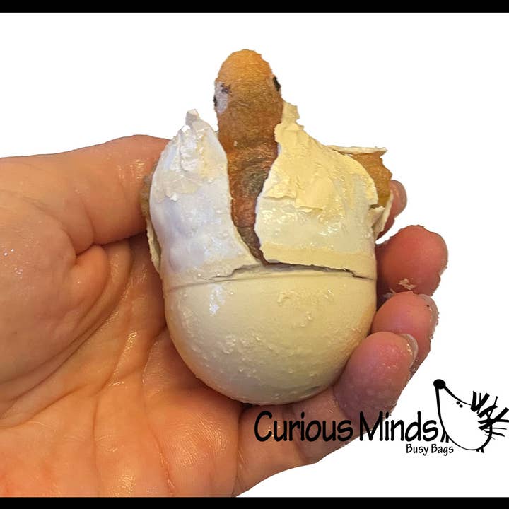 Curious Minds Toys - Wholesale Toy Set - Kids - 1 Hatch a Turtle Animal Grow in Water - Add Water Expands6