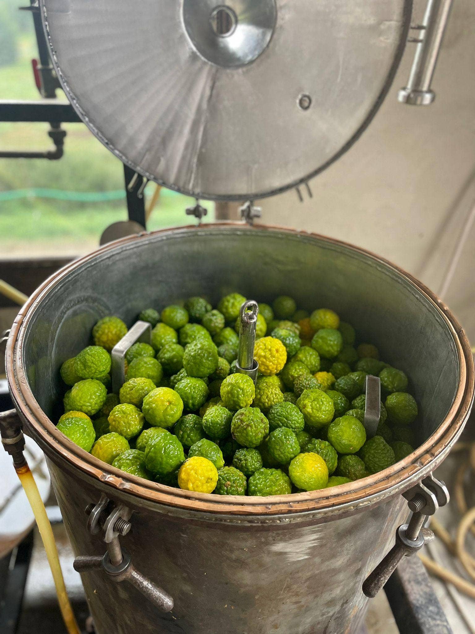 Essences Naturelles Corses - Vente Huile essentielle - Combava corse biodynamie - huile essentielle - Aromathérapie7