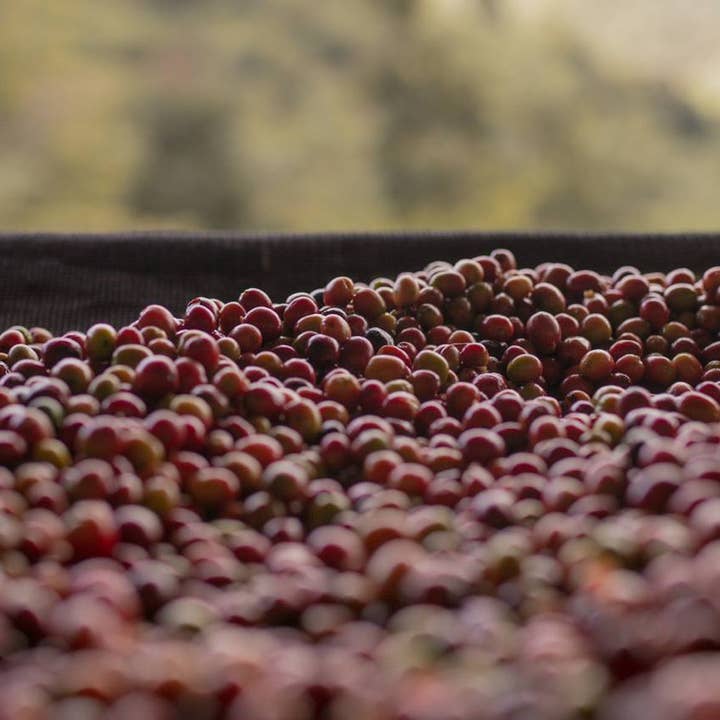 Haiku Brew Coffee - Wholesale Coffee Beans - Rwanda Anaerobic4