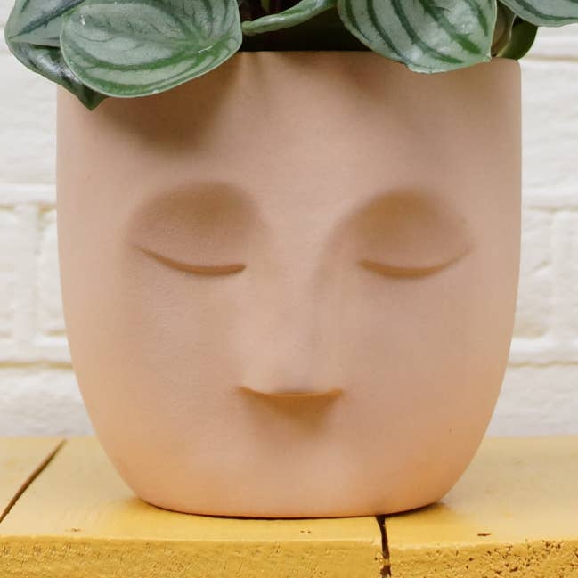 Vaso Patty - Corallo per la vendita all'ingrosso da parte di Plant Potheads