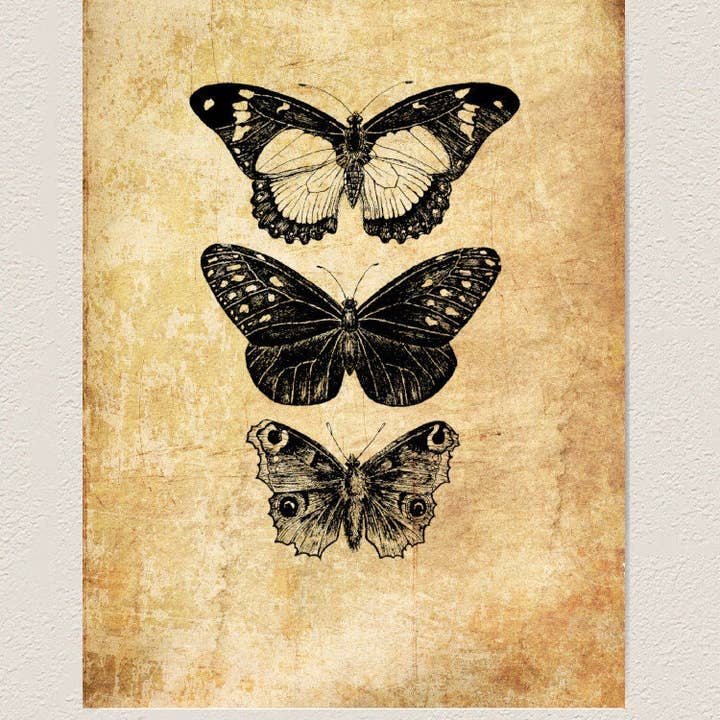 Kaleigh Day Art - Vente Affiche d'art - Impression murale de papillons anciens | Affiche de taxidermie de papillon | Illustration de ligne de papillons monarques | Décor d'insectes noirs et blancs de l'époque victorienne |3