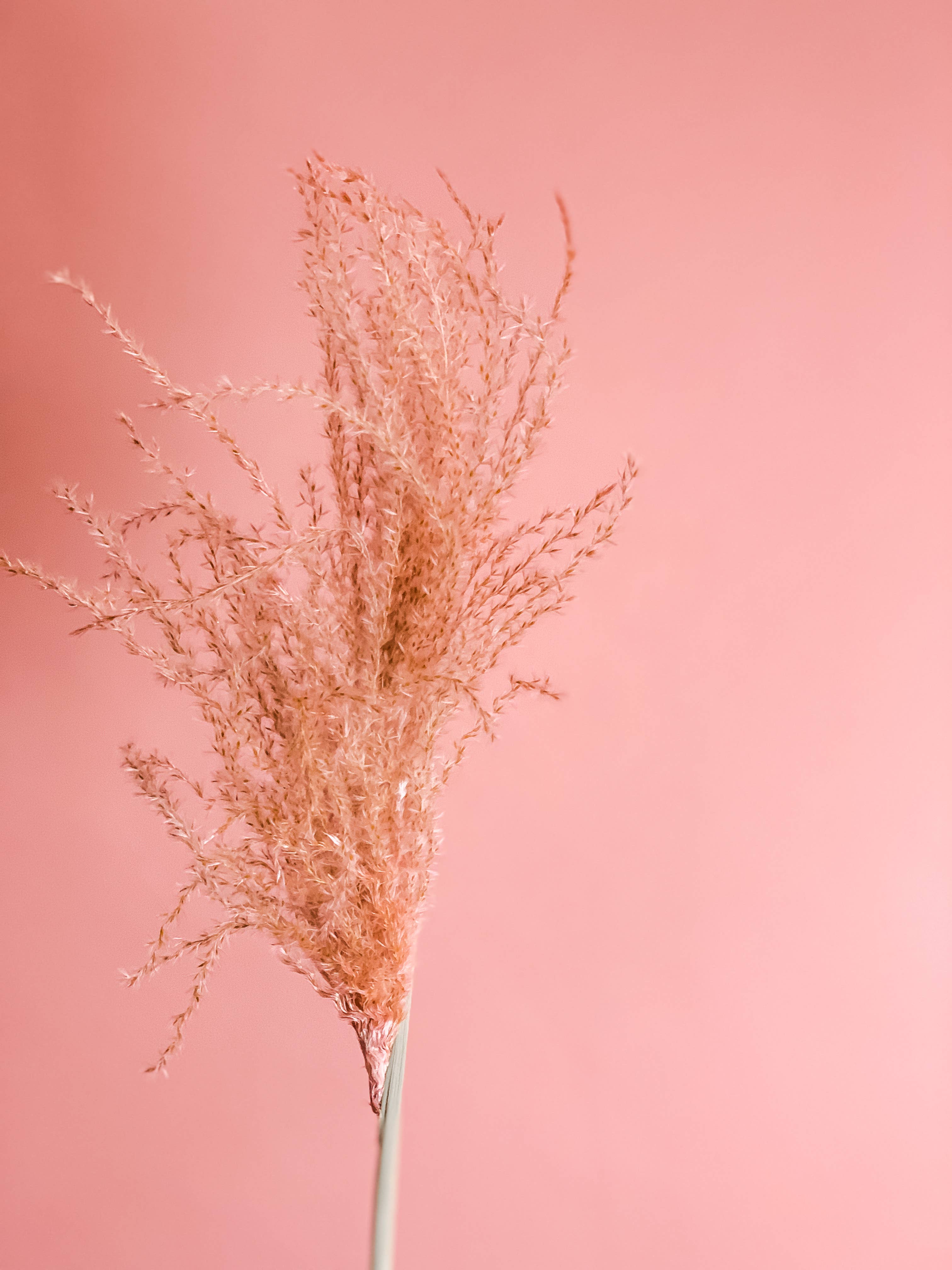 Fleurs Flowers - Wholesale Dried/Pressed Flowers - Miscanthus Grass0