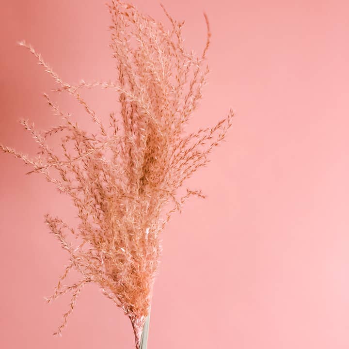 Fleurs Flowers - Wholesale Dried/Pressed Flowers - Miscanthus Grass