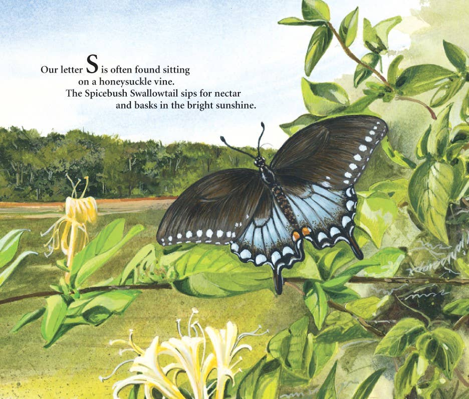 Sleeping Bear Press - Wholesale Book - Kids - M is for Magnolia: A Mississippi Alphabet Book5