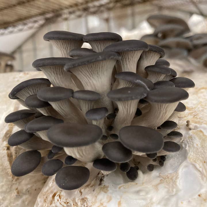 Mycoterra Farm - Wholesale DIY Food Kit - Blue Oyster Mushroom Kit
