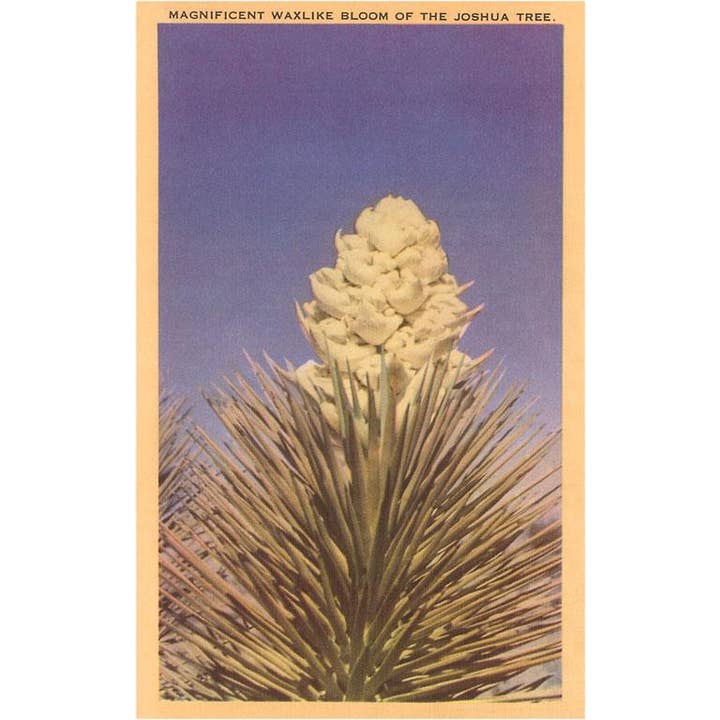 Magneet ZA-09 Yucca Bloei voor wholesale door Found Image Press