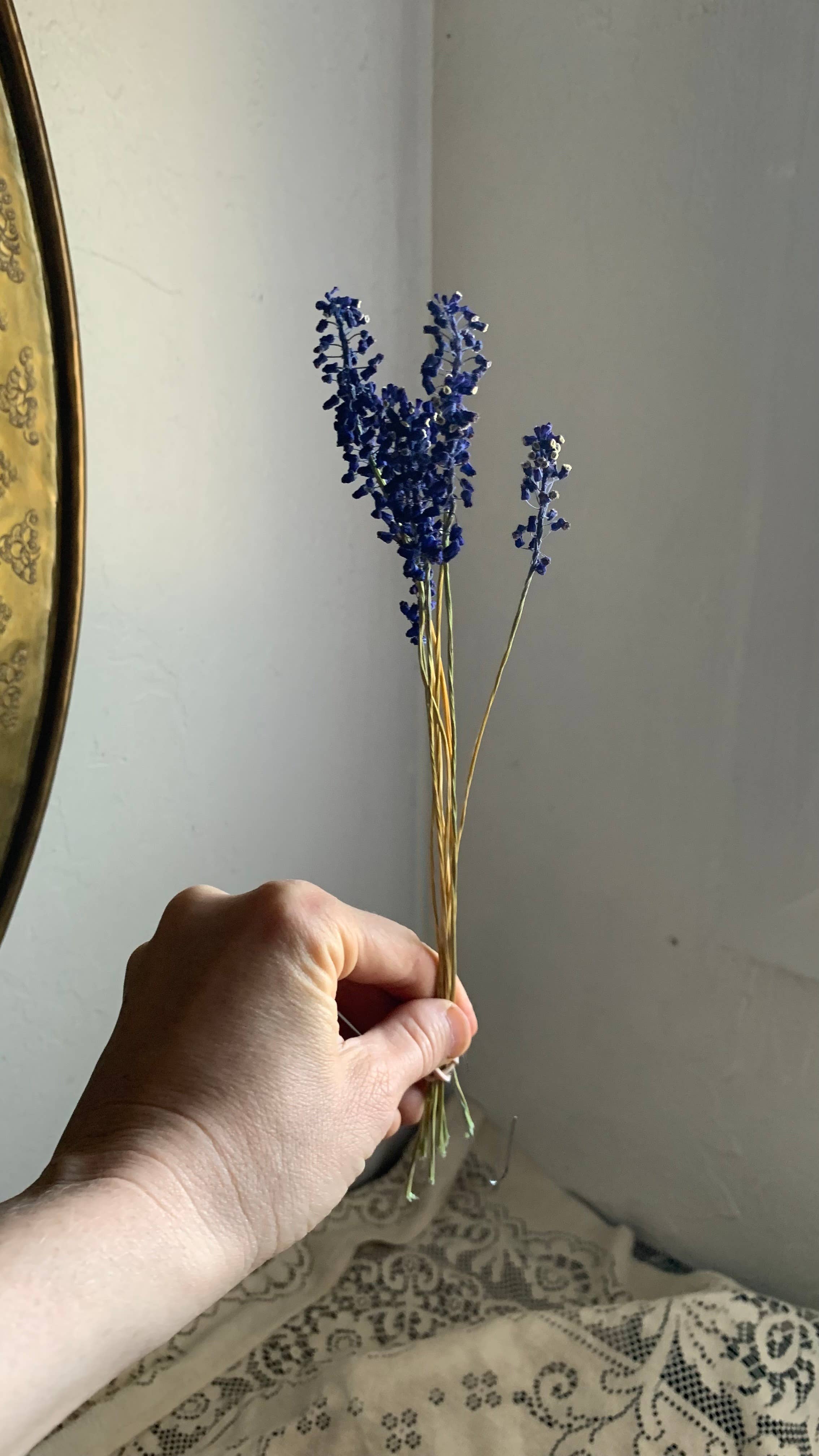 Twig and Snip - Wholesale Dried/Pressed Flowers - Dried Blue Grape Hyacinth Flowers - Natural Cool Tones1