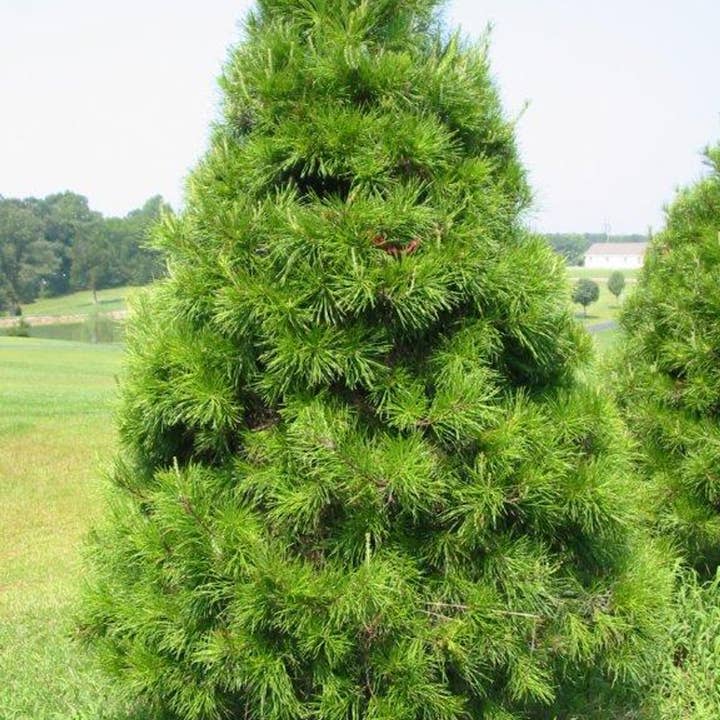 GardenPerspective - Wholesale Live plant - 5 Virginia Pine Tree Live Plant Pinus Virginiana Outdoor 7