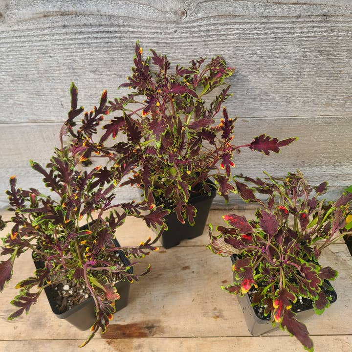 Coleus 'Kiwi Fern' for wholesale by Buzz + Thrive Gardens