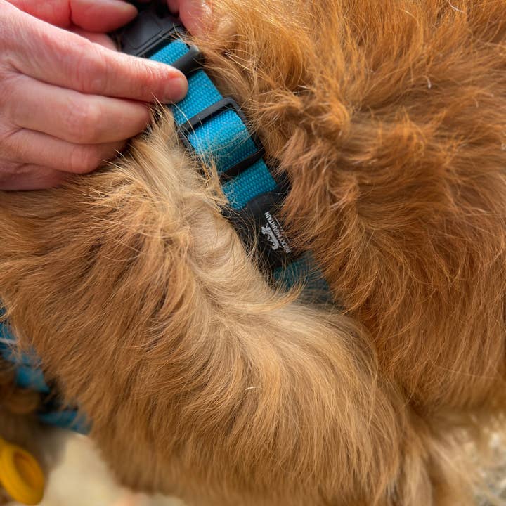 Rocky Mountain Dog - Wholesale Pet Collar - Dog - RMD AirTag Holder9