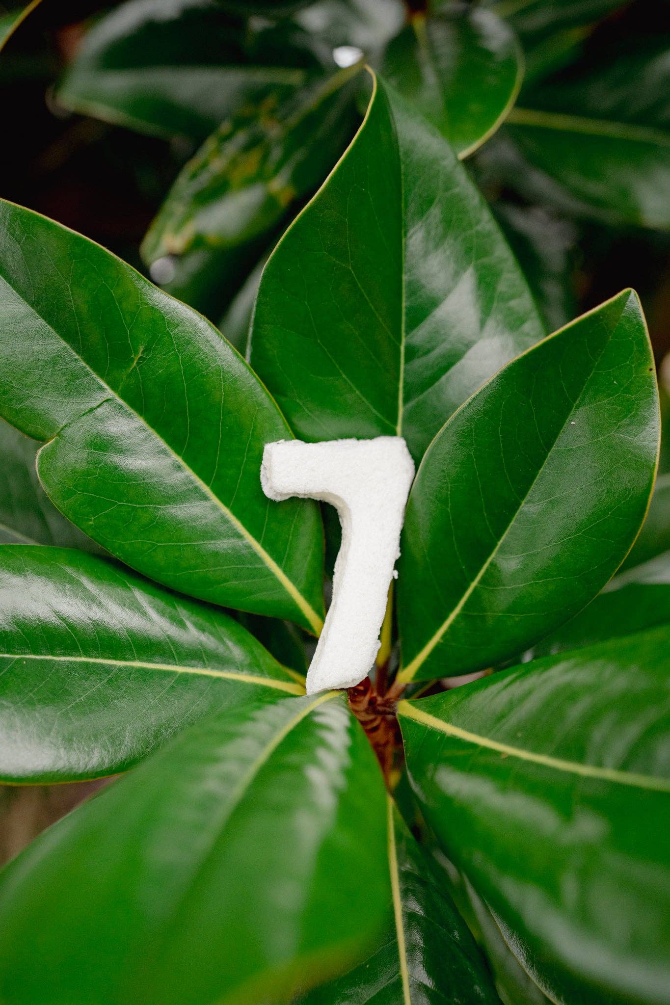 Love Liparu - Wholesale Pet Treats - Dog - MARSHMALLOW NUMBER | Freeze-Dried Dog + Cat Treat8