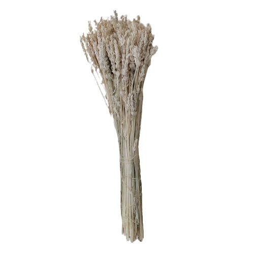 Concari.flores Preservadas - Wholesale Dried/Pressed Flowers - PRESERVED LAVENDER4
