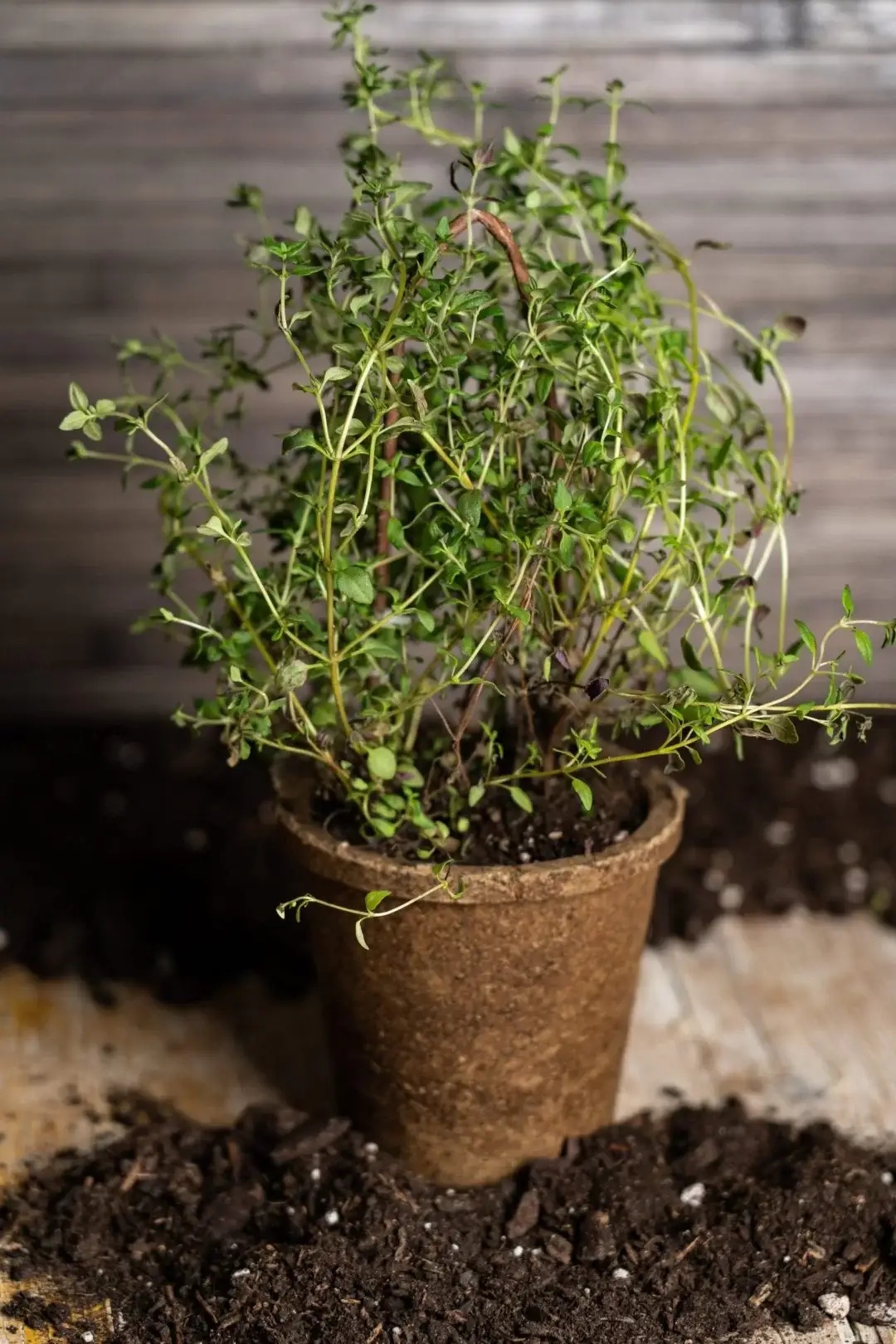 SPAWNFOAM - Wholesale Plant Seeds - Multipack 24pcs. Aromatic Herbs Kit Boxpot Thyme1